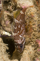Sebastes carnatus (Gopher Rockfish)