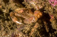 Scyra acutifrons (Sharpnose Crab)