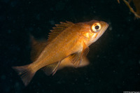 Sebastes atrovirens (Kelp Rockfish)