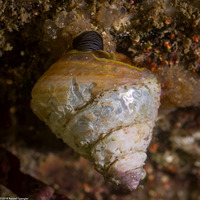Tegula pulligo (Brown Turban Snail)