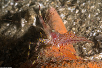 Pandalus danae (Dock Shrimp)