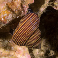 Calliostoma ligatum (Blue Top Snail)
