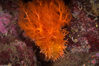 Cucumaria miniata (Orange Sea Cucumber)