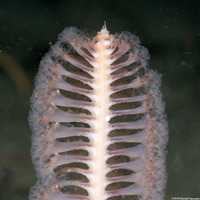 Stylatula elongata (White Sea Pen)