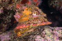 Pomaulax gibberosus (Red Top Snail)