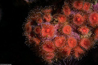Corynactis californica (Club-Tipped Anemone)