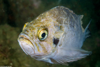 Sebastes atrovirens (Kelp Rockfish)