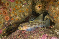 Rhinogobiops nicholsii (Blackeye Goby)