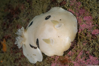 Diaulula sandiegensis (San Diego Dorid)