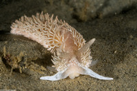 Aeolidia loui (Shag-Rug Aeolid)