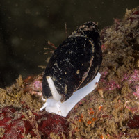 Atrimitra idae (Ida's Miter)