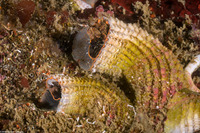 Thylacodes squamigerus (Scaled Wormsnail)