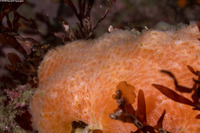 Aplidium solidum (Red Ascidian)