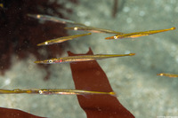 Aulorhynchus flavidus (Tubesnout)