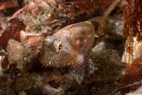 Orthonopias triacis (Snubnose Sculpin)