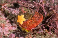 Pomaulax gibberosus (Red Top Snail)