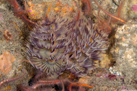 Bispira sp.4 (Bispira sp.4)