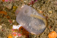 Corella willmeriana (Corella Willmeriana)