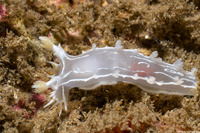 Tritonia festiva (Diamondback Tritonia)