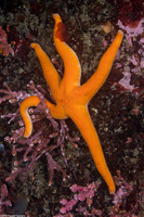 Henricia leviuscula (Blood Star)