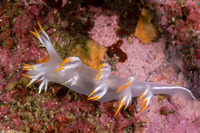 Dendronotus albus (White Dendronotus)