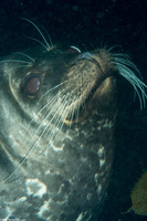Phoca vitulina (Harbor Seal)