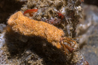 Orthopagurus minimus (Toothshell Hermit Crab)