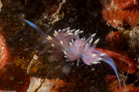 Hermissenda opalescens (Opalescent Nudibranch)