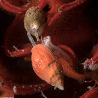 Amphissa versicolor (Variegate Amphissa)