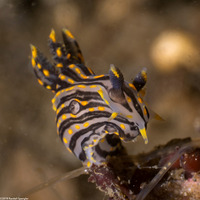 Polycera atra (Black Dorid)