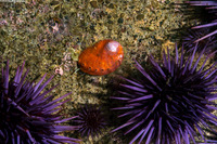 Haliotis walallensis (Flat Abalone)