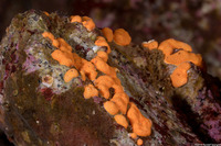 Didemnum carnulentum (Didemnum Carnulentum)