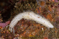 Cucumaria piperata (Peppered Sea Cucumber)