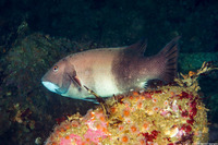 Semicossyphus pulcher (California Sheephead)