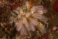 Clavelina huntsmani (Light Bulb Tunicate)