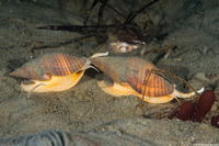 Megasurcula carpenteriana (Carpenter's Turrid)