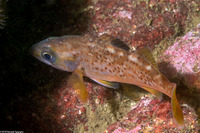 Sebastes flavidus (Yellowtail Rockfish)