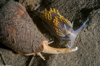 Megasurcula carpenteriana (Carpenter's Turrid)