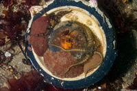 Cryptochiton stelleri (Gumboot Chiton)