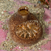 Parapholas californica (Scaleside Piddock)