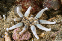 Halcampa decemtentaculata (Burrowing Anemone)