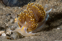 Hermissenda opalescens (Opalescent Nudibranch)