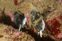 Atrimitra idae (Ida's Miter)