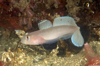 Rhinogobiops nicholsii (Blackeye Goby)