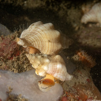 Kelletia kelletii (Kellet's Whelk)