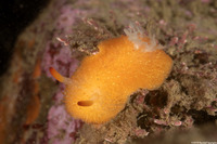 Acanthodoris lutea (Yellow Horned Dorid)