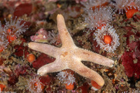 Henricia pumila (Dwarf Mottled Star)