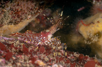 Pandalus danae (Dock Shrimp)