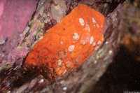 Psolus chitonoides (Slipper Sea Cucumber)