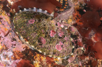 Diodora aspera (Keyhole Limpet)